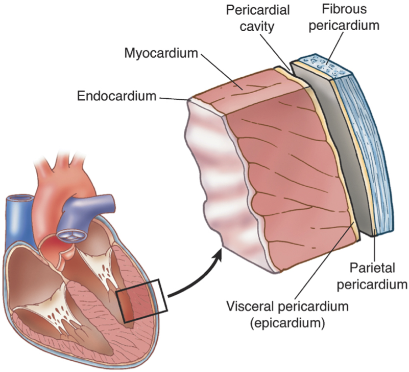 Скопление воздуха в перикарде латынь. Миокард перикард эндокард. Перикард анатомия. Перикард и эпикард анатомия. Строение эндокарда сердца.