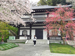 blossom cherry hanami festival japanese viewing japan