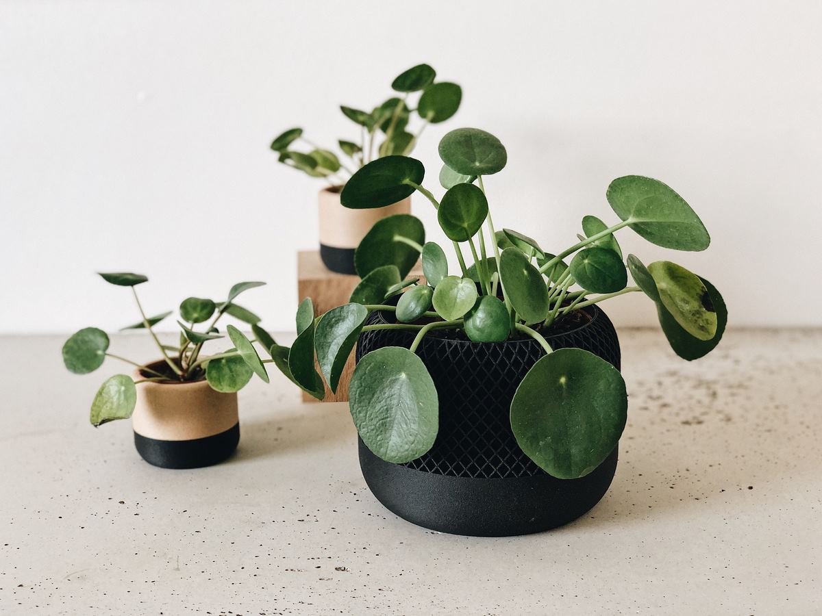 Macetas Decorativas Y Biodegradables Impresas En 3d Con Madera Reciclada Y Bioplástico