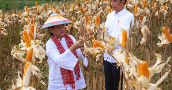 23 Tafsir Mimpi Tentang Jagung Menurut Islam Erek Erek 2D 3D 4D Dan Primbon  Jawa Lengkap - Islam Erek Erek Primbon