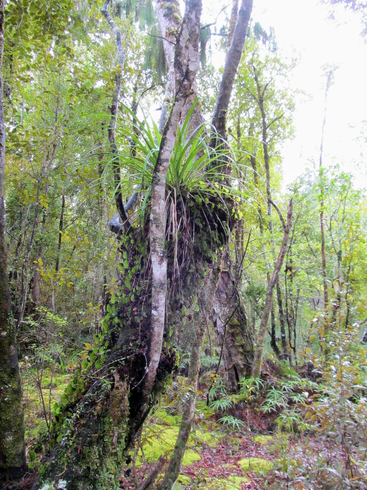 Tramping in the New Zealand backcountry NZ Bush Adventures Hokitika