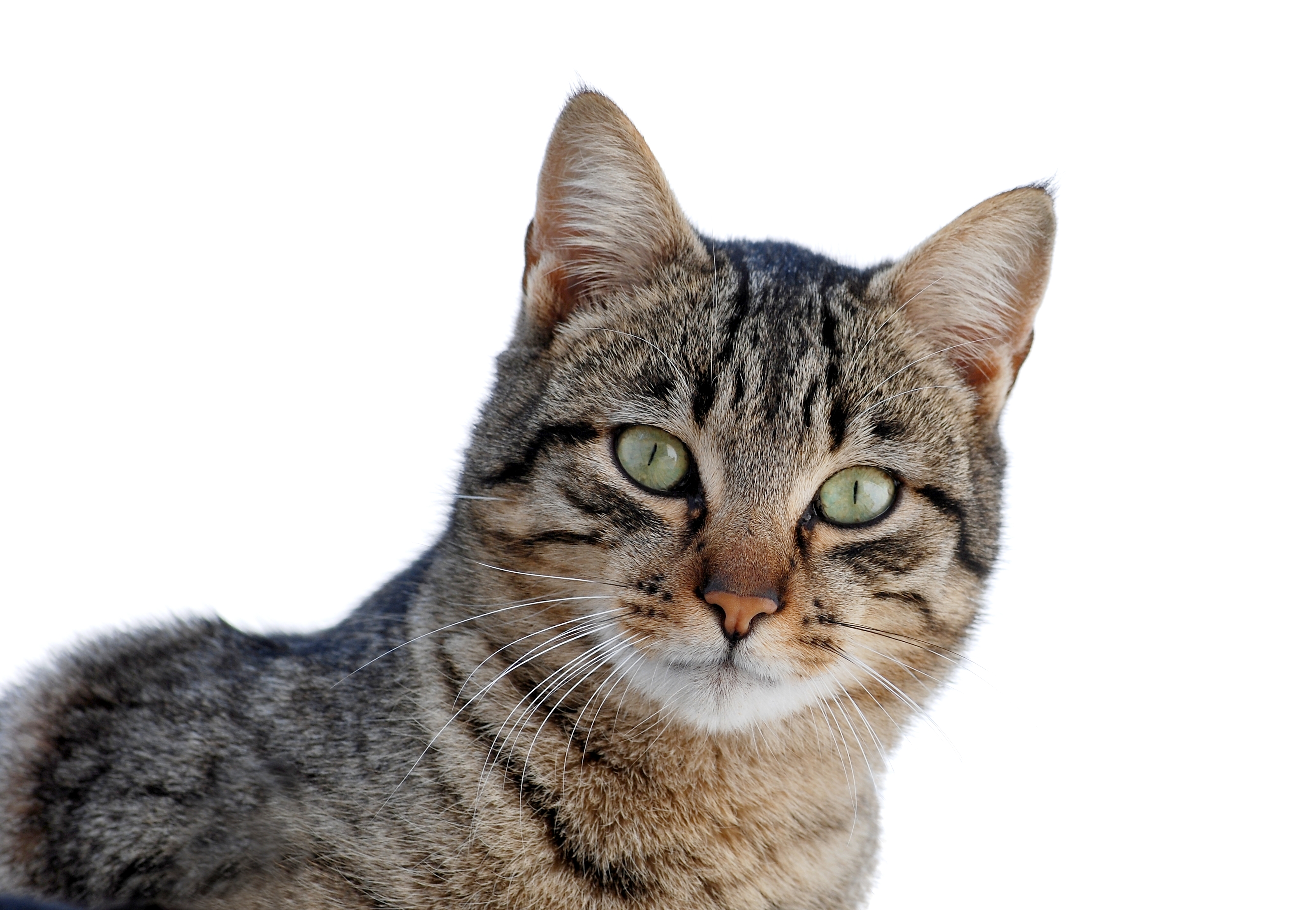Cats