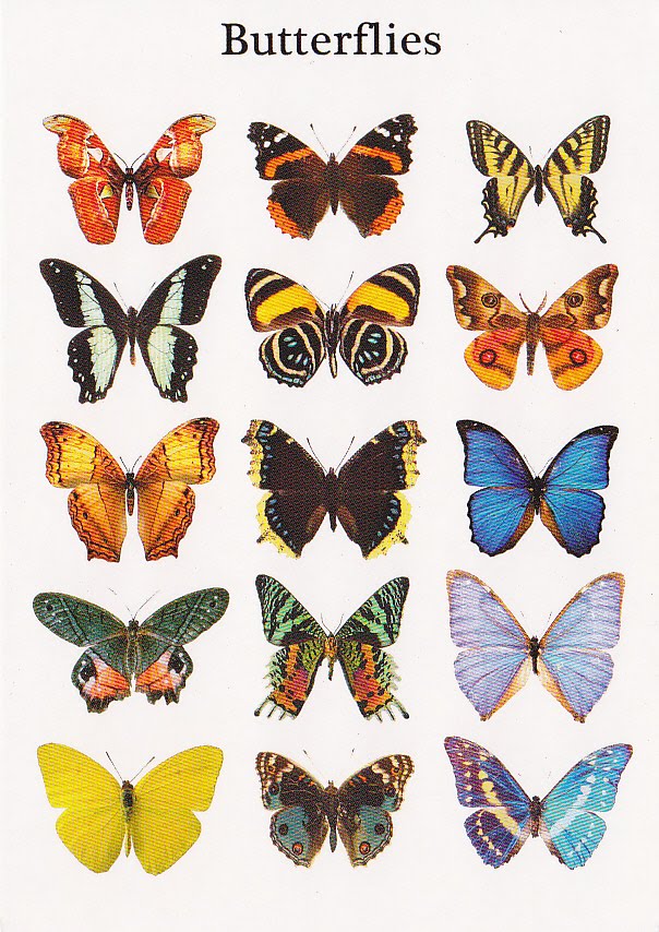 Postcard A La Carte: Butterflies - Lepidoptera