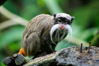  Monyet ini dinamakan demikian karena hewan ini agak mirip dengan Kaisar Jerman Wilhem II Monyet Emperor Tamarin
