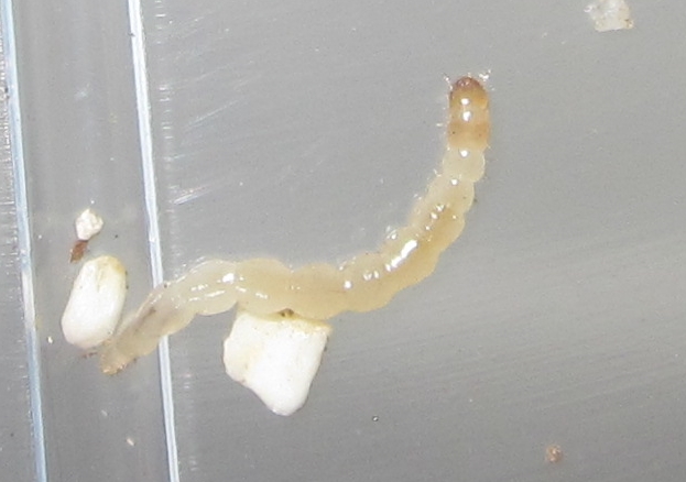 TrioroTrimyLarva%252312.JPG