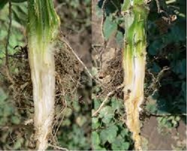 Fusarium root rot Cucurbitceous Crops