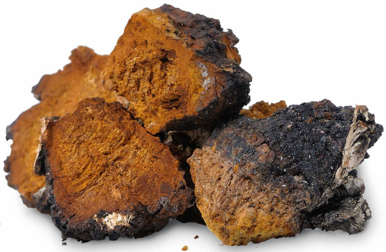 жалобы при атрофическом гастрите. чага березовый гриб лекарство. чага от хронического гастрита. чага список болезней. чага при атрофическом гастрите.