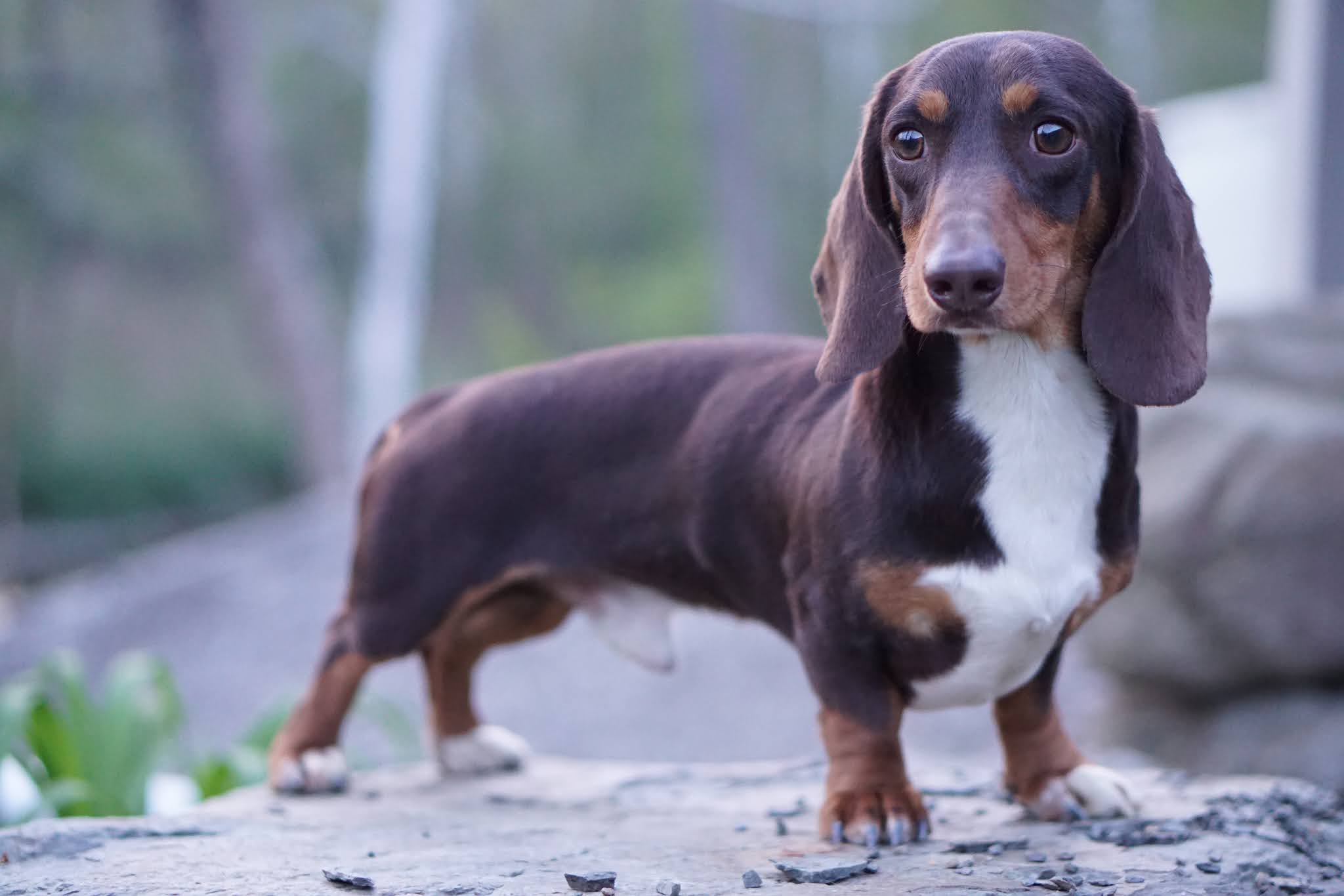 Short Hair Sires Reevesdachs Miniature Dachshunds