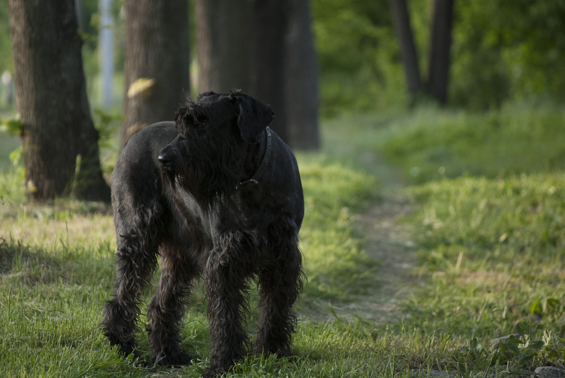 10 Blackest Dog Breeds Ever