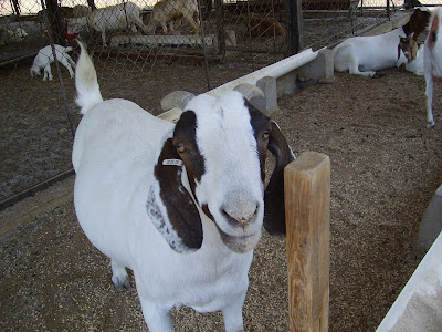 Manejo de caprinos