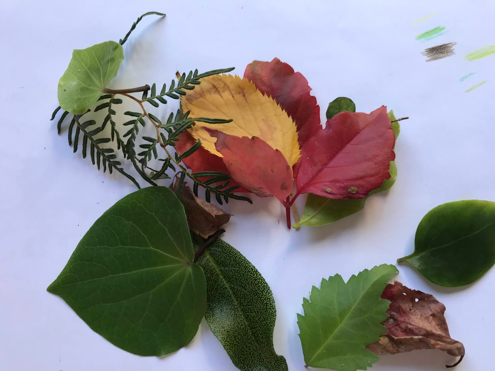 Explore and Discover Nature: Autumn Leaf Study in New Zealand - leaf art,  leaf scavenger hunts and more