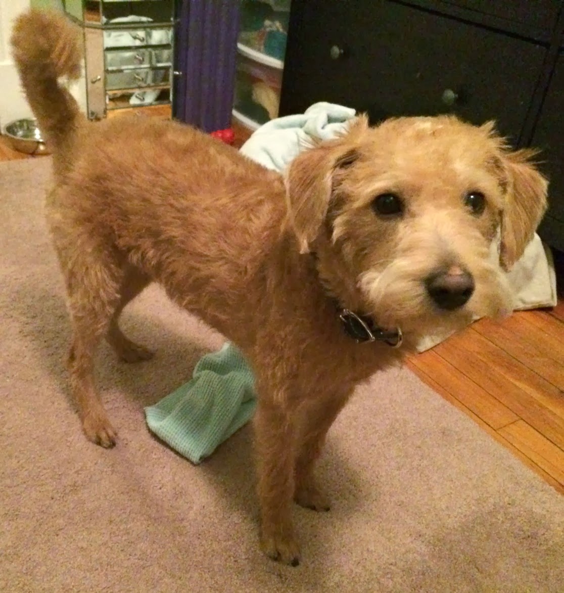 Growing Puppies Virginia Schnoodle Breeder Hypoallergenic Dogs Grooming Your Schnoodle at