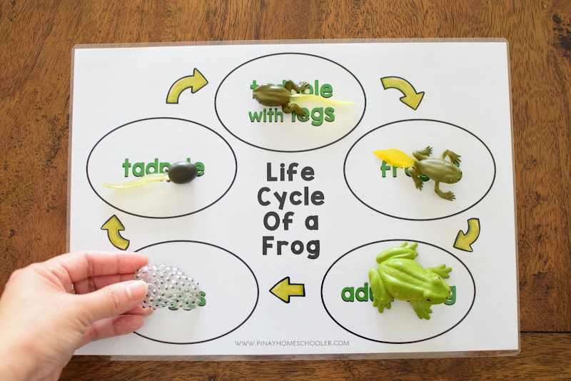 LIFE CYCLE CHARTS WITH TOY FIGURES