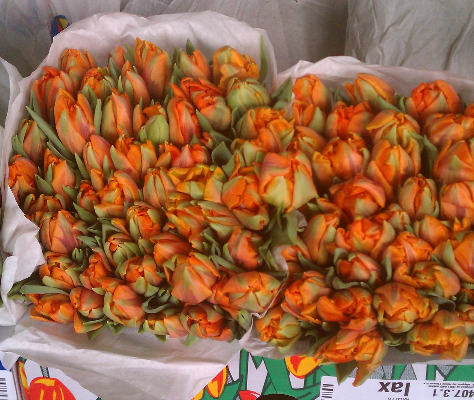 MilagraWholesaleFlowersLA Double Orange Tulips are Back and We Have