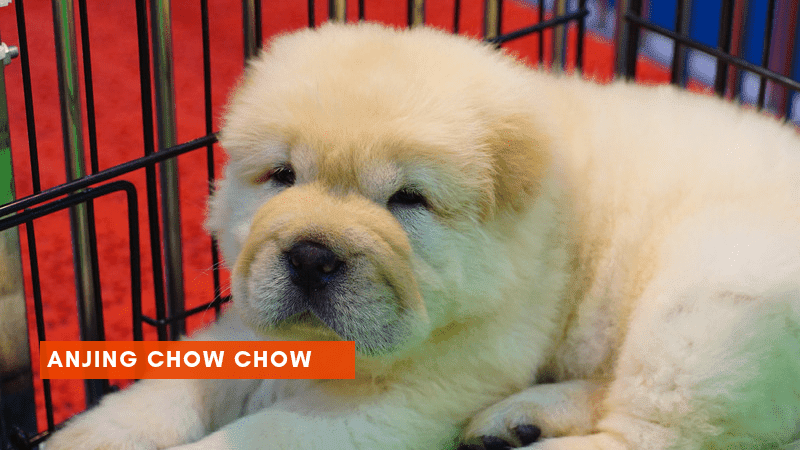 Anjing Chow Chow