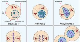 Gambarkan pembelahan sel secara mitosis pada metafase dan anafase
