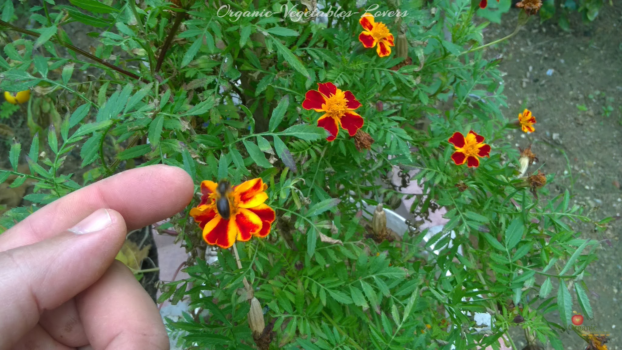 If you want to collect marigold for seeds to sow next season, it's better to pick the final blooms of your plants. As the best quality of marigold seeds can only be collected in summer. Direct sunlight and the high temperature help the marigold flowers to grow healthy and fertilize appropriately!