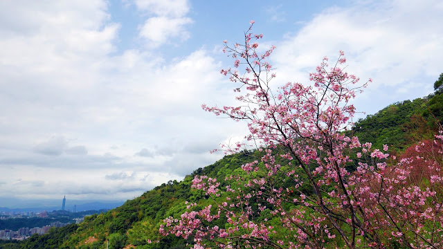 【新北市新店區 / 旅遊 / 步道健走】 騰龍御櫻半日健走 新店秘境 北市近郊 老泉里