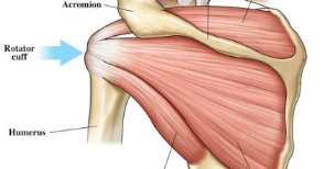 M infraspinatus