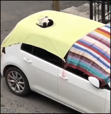 Funny Cat GIF • Feral is happy to play and run because he found new blankets and carpet on windows and roof of his car Funny Cat GIF • Feral is happy to play and run because he found new blankets and carpet on windows and roof of his car