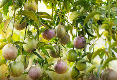 How To Grow Passion Fruit - Passion Fruit Growing Tips 