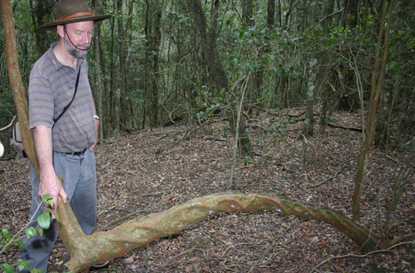 Toowoomba Plants: Python Tree