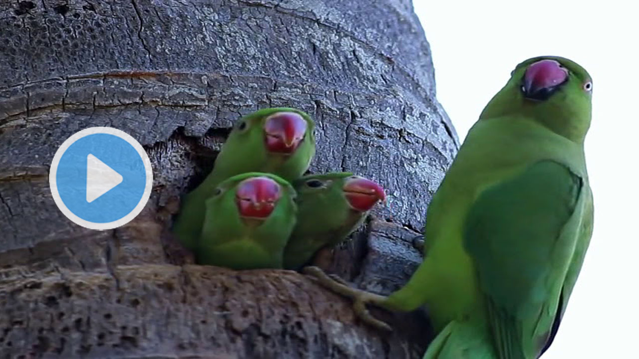 Parrot Feeding Its 3 Cute Little Babies