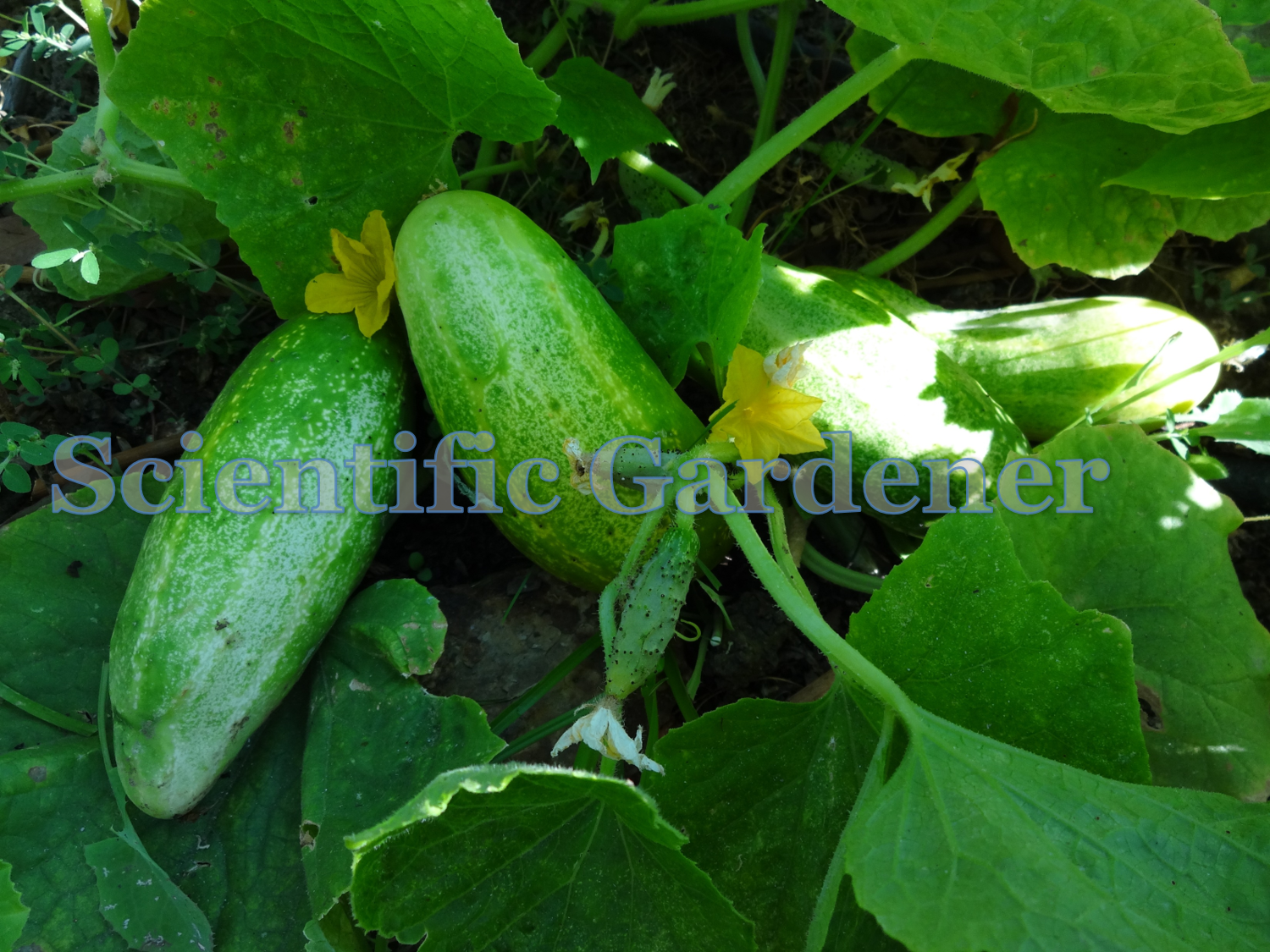 The Scientific Gardener Northern Pickling Cucumber