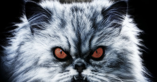 Can Your Cat Cause Demonic Possession?