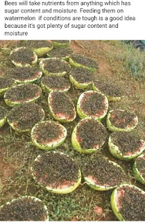 بالصور إستخدام البطيخ كمصدر للتغذية