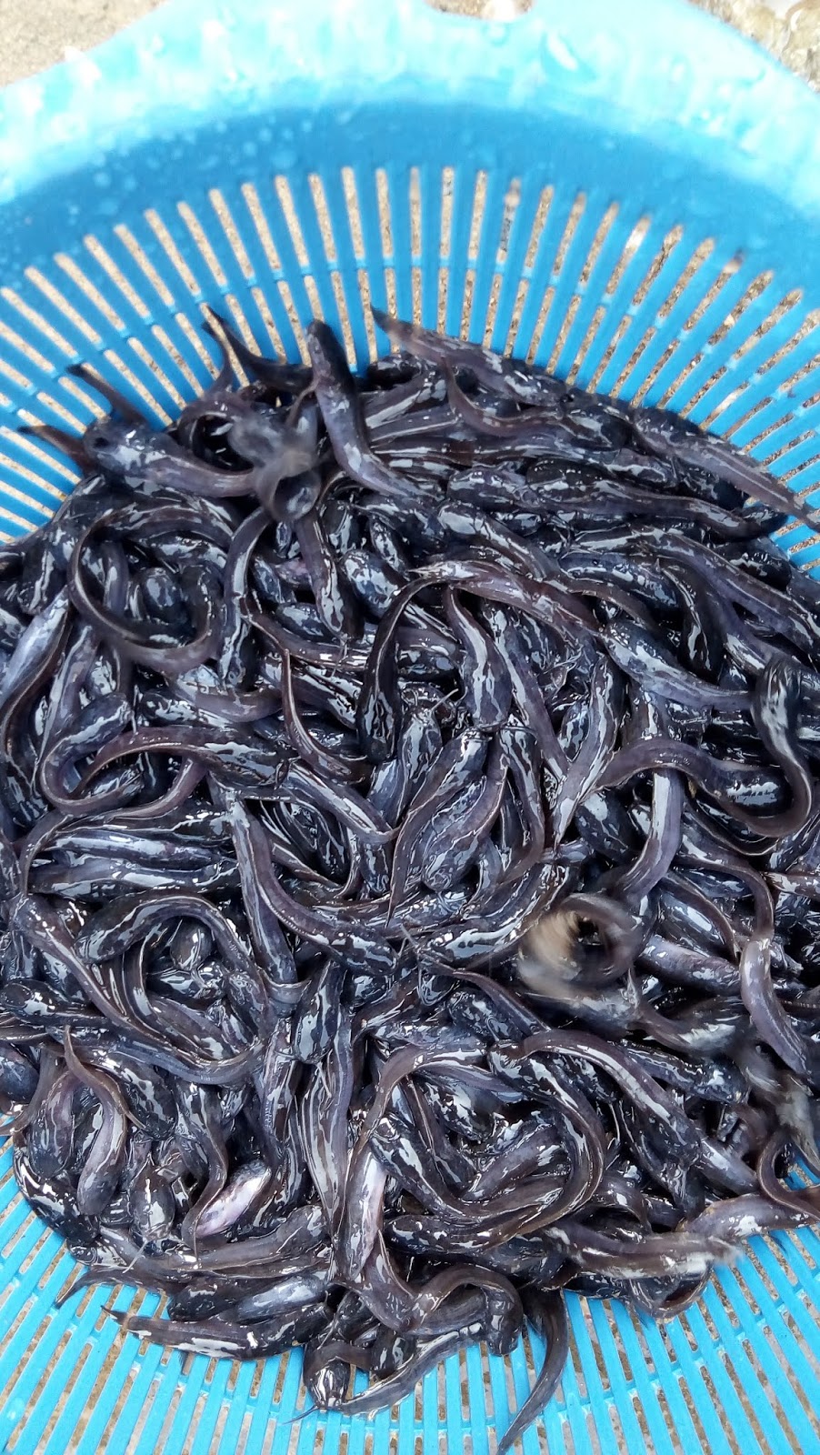 MC AGRIC SERVICES Fast Growing Catfish Fingerlings, Post fingerlings