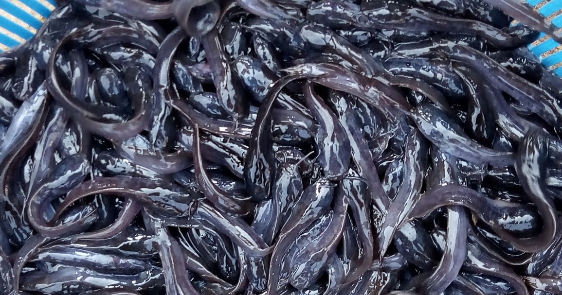MC AGRIC SERVICES Fast Growing Catfish Fingerlings, Post fingerlings