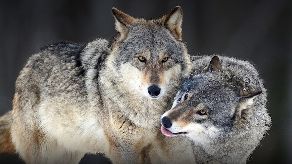 Serigala Alpha: Kekuatan, Peran, dan Mitos di Dunia Binatang