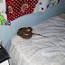 Menino de 10 anos é picado por jararaca na cama enquanto dormia em fazenda em MT