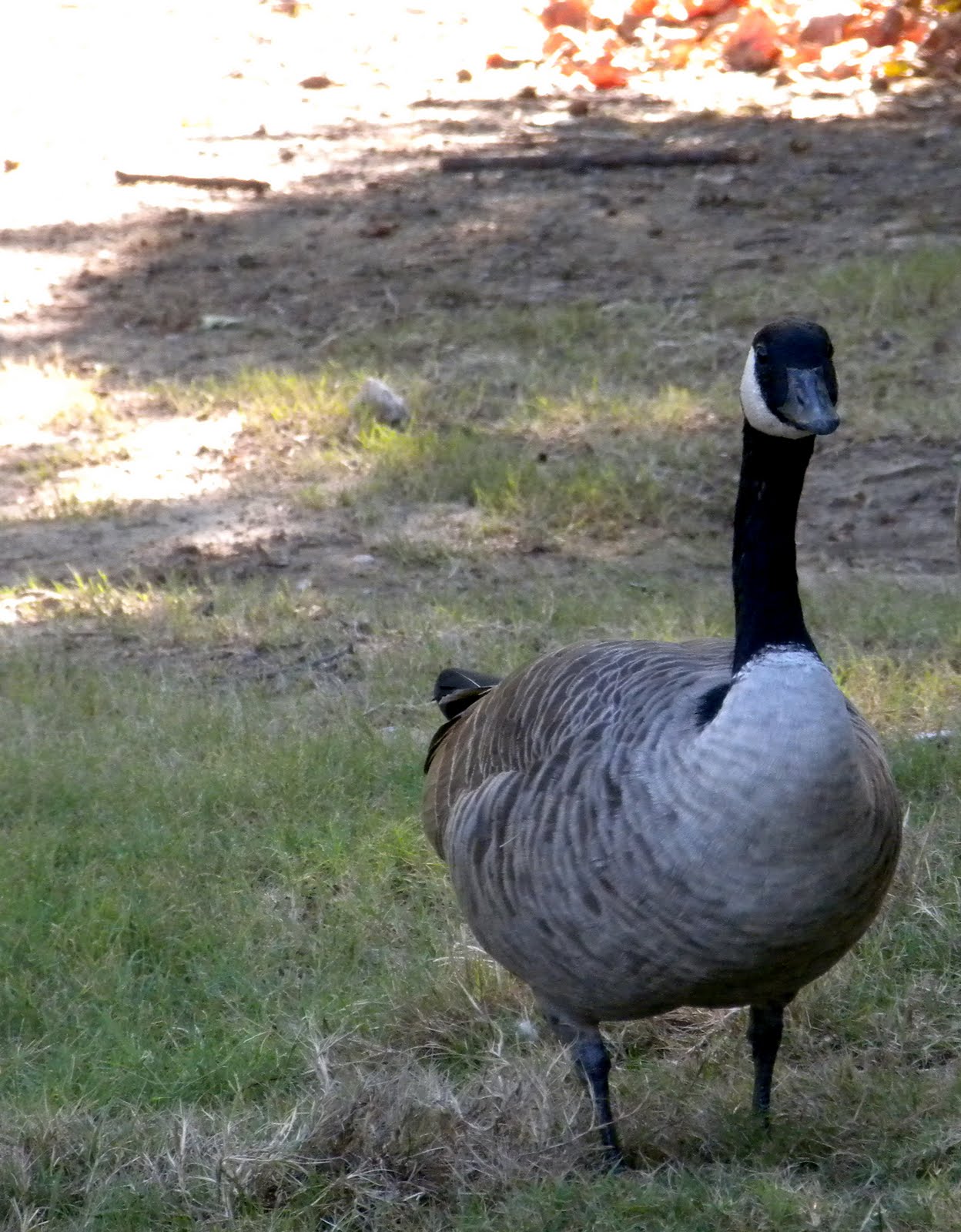 Snapshots Canadian Goose, Oknoname Reservoir, Tulsa, OK