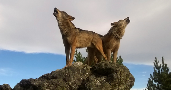 AMIGO LOBO Blog lobero de Carlos Sanz El Centro del Lobo de Robledo