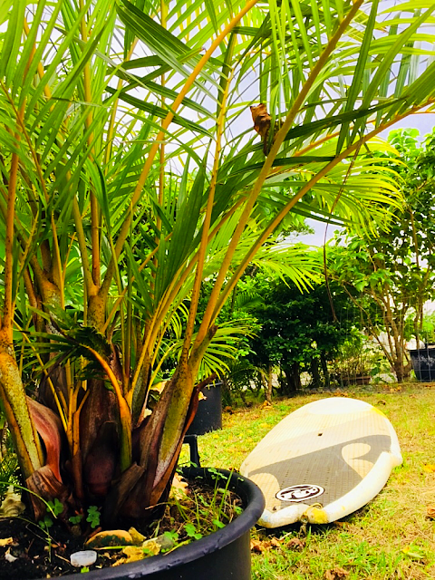 Jamaica Music&Cafe〜🌴K.G/adventure😁 今日は朝から曇りです。 SUPボードのメンテナンスしようかな〜   南の島で最高の思い出を〜 西表島 KEN GUIDE www.kenguide.info  #西表島 #石垣島旅行 #石垣島 #西表島旅行 #離島 #旅行 #海 #ビーチ #海好き #天気 #天気予報 #女子旅 #家族旅行 #アウトドア #sup #サーフィン #ヨット #カタマランセイル #パナリ島 #Yacht #catamaran #sailing #sail #ガイド #求人情報 #求人 #バイト募集中 