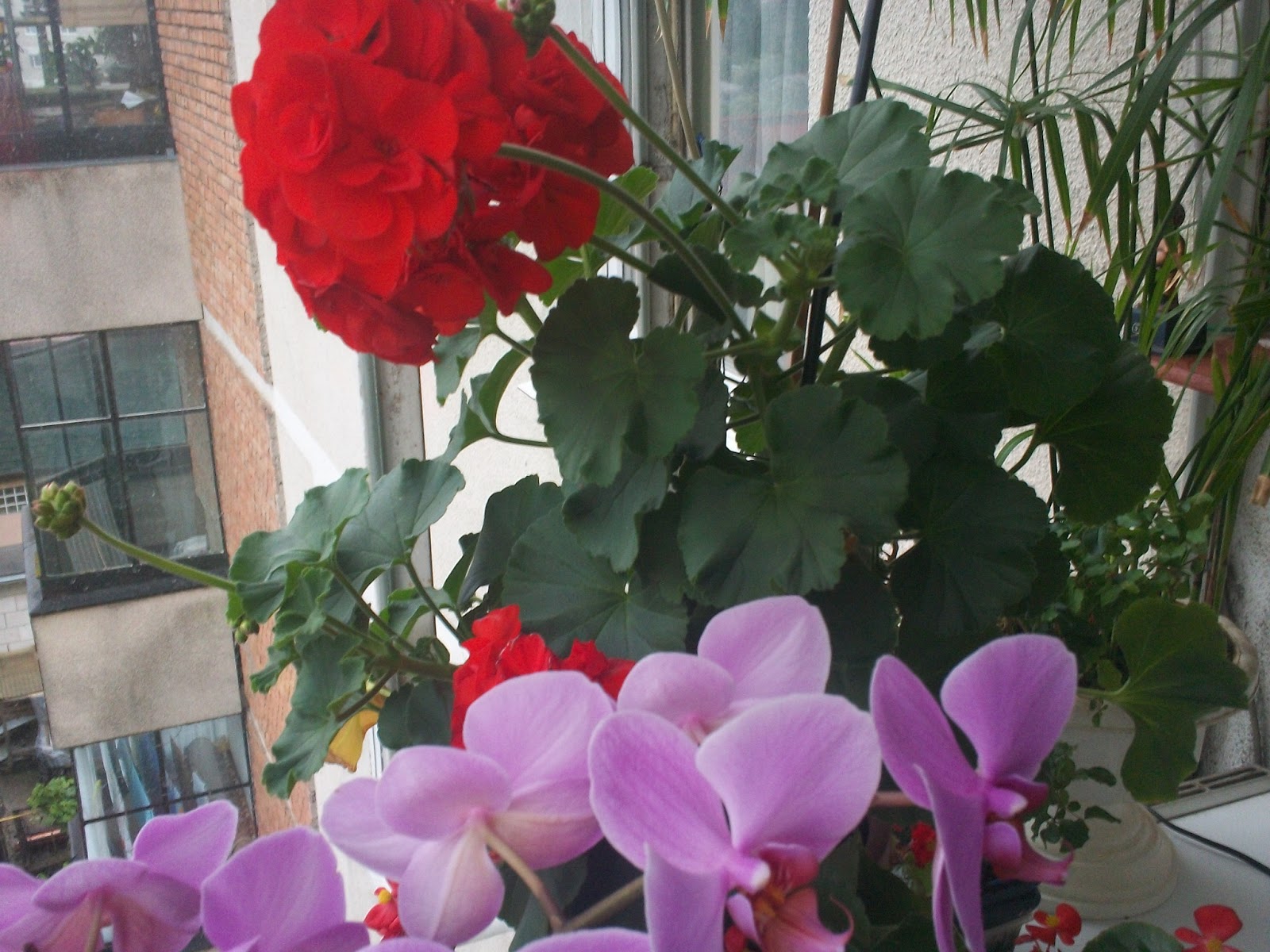 Flori de balcon BRICOLAJ GRADINA SFATURI si IDEI