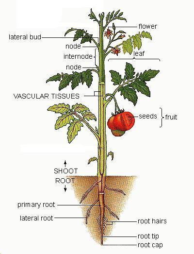 Mr. Rollins: Division One Blog: Tomato Plant Diagram