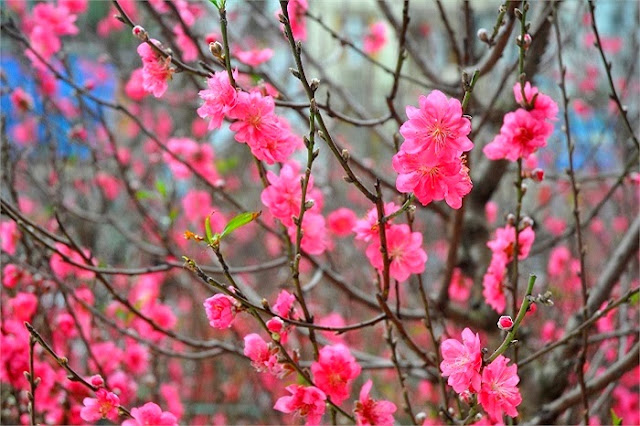 Peach Blossom (Hoa Đào)