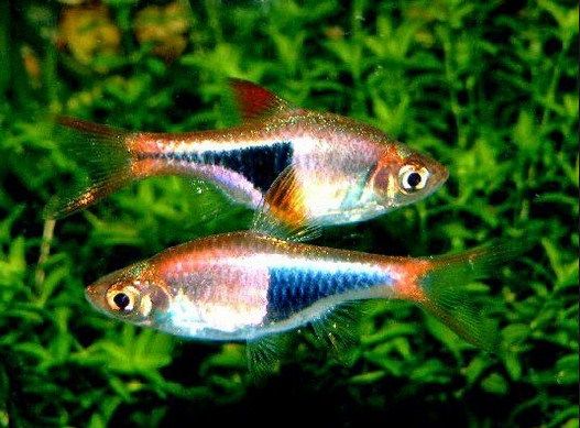 Aldi Dominic Jenis Hewan Yang Cocok Untuk Aquascape
