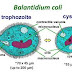 Balantidiasis: Disease produced by B. coli similar to amebiasis