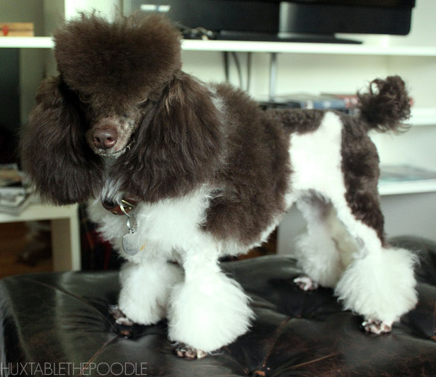 Huxtable The Poodle Toy Poodle Blog Parti Poodle Toy Parti Poodle Continental Miami Cut
