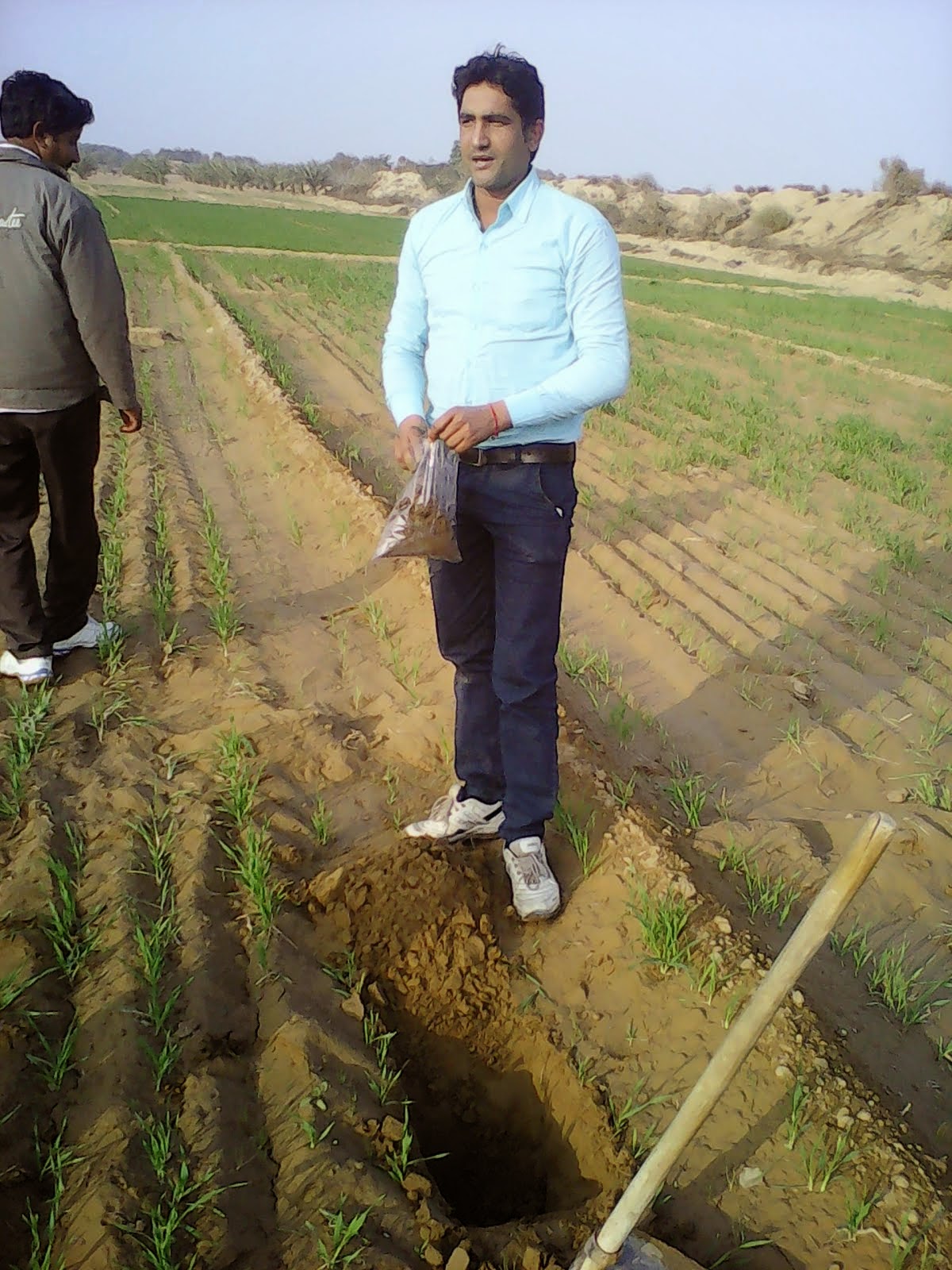 FILED STEVIA CULTIVATION