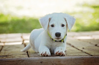 scientist names of dog