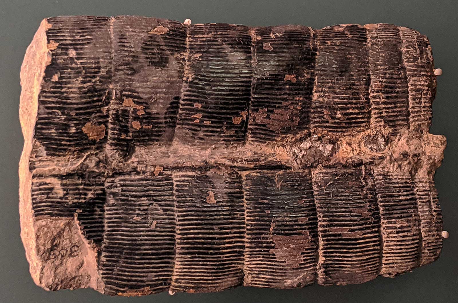 Pennsylvanian Period Fossils