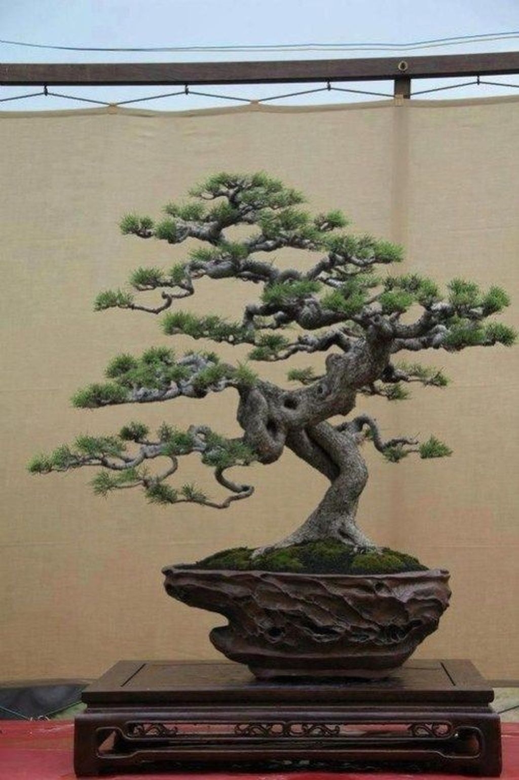 Chinese Elm bonsai