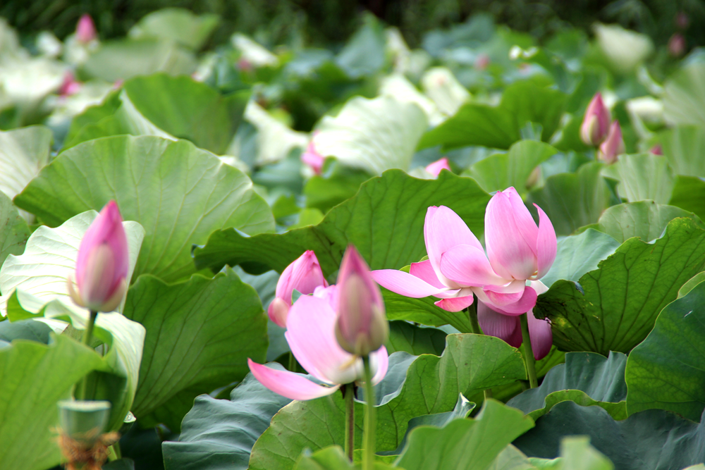 Fun & Free Daegu Travel Stunning Lotus Season in South Korea