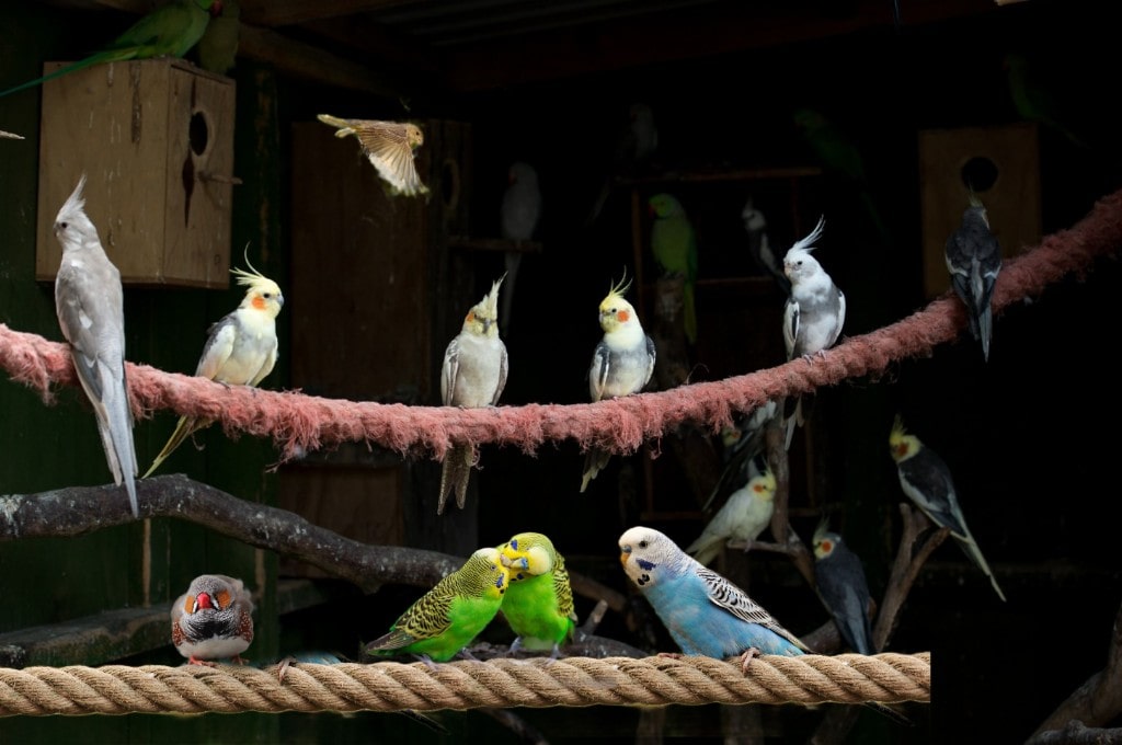 Best Medicine And Supplements For Cockatiel, Budgies & Finches │What