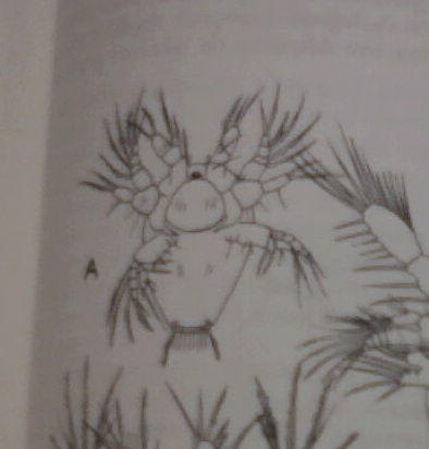 UTK General Botany